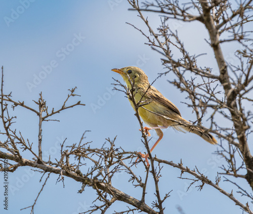 Zitting cisticola - Cisticola juncidis