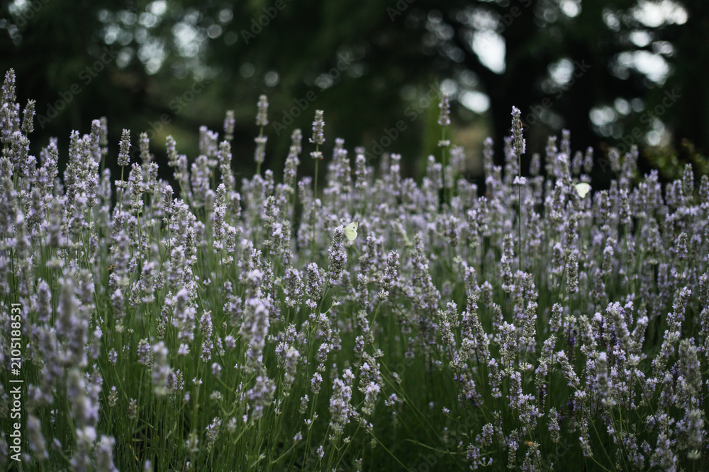 Obraz premium Lavender field with white butterfly in bloom