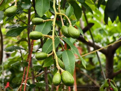 A bunch of young green kedondong fruits on a tree branch with sharp details of the vibrant leaves.