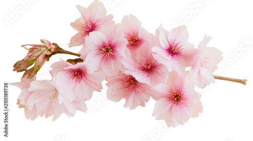 Принти на полотні Pink cherry blossom branch with delicate petals and dark centers