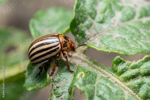 colorado potato beetle on potato leaf