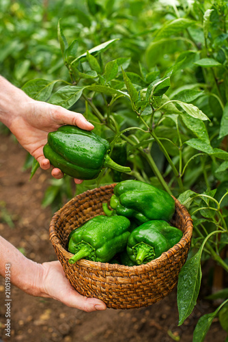Green bell pepper
