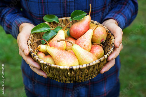 Peaches harvest