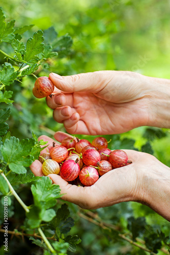 Gooseberry