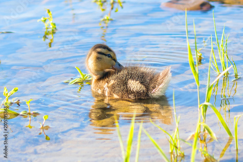 A newborn little duckling swims in the water near the river bank.