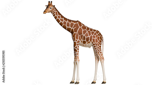 Bild auf Leinwand Giraffe standing with patterned fur and long neck