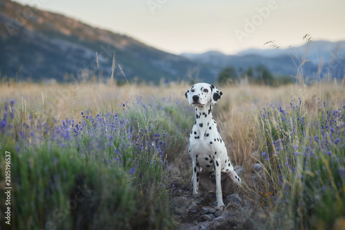 A Dalmatian sits calmly in a flowering meadow with mountains in the distance. Beautiful outdoor portrait featuring summer, nature, and a peaceful lifestyle.