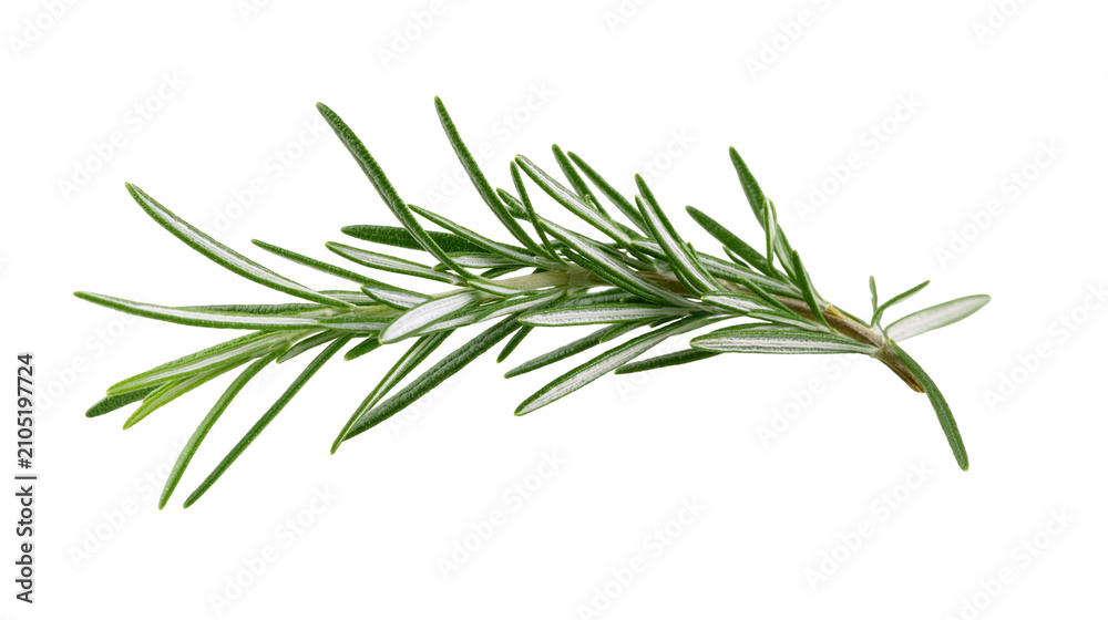 Fototapeta premium Fresh green rosemary sprig with needle-like leaves
