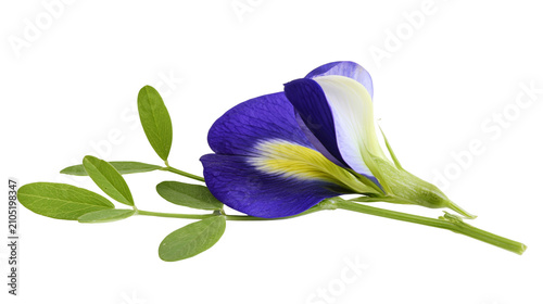 Cuadro en lienzo Purple and yellow butterfly pea flower with green leaves