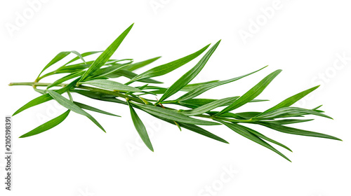 Принти на полотні Green sprigs of narrow leaves on white