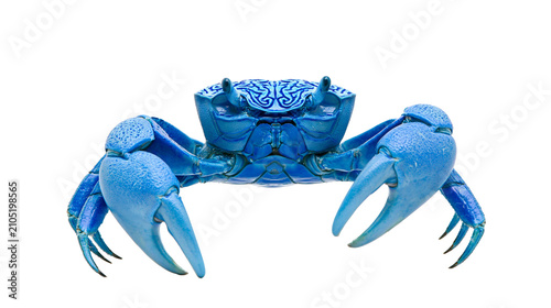 Photography Bright blue crab with large claws and intricate shell patterns