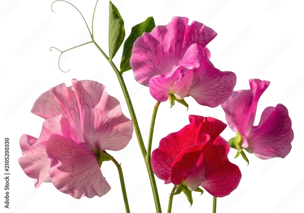 Fototapeta premium A vibrant cluster of delicate pink sweet pea flowers isolated on transparent
