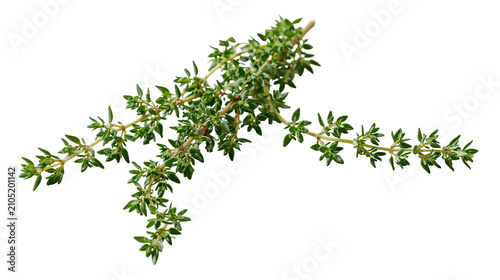 Cuadro en lienzo Fresh thyme sprigs with small green leaves on white