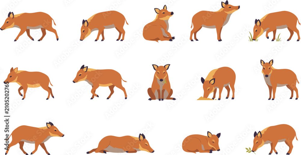 Obraz premium Set of wild peccary animal illustrations in various poses including walking sitting and sleeping flat vector art