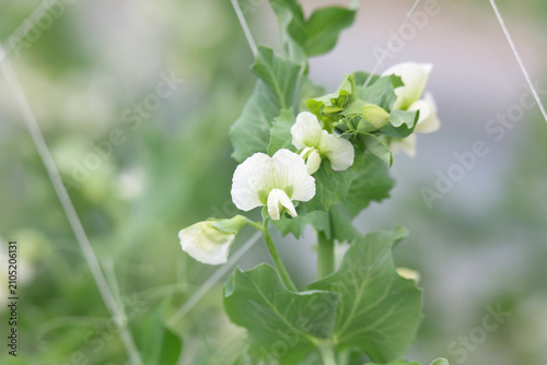 Plakat 風に揺れるエンドウ豆の花