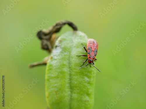 Cute small firebug Pyrrhocoris apterus beetle nymph larval species bug Pyrrhocoridae, vivid red and black warning coloration aposematism predators distastefulness terricolous ground arboreal dwelling