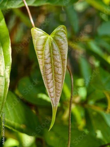 Heart-Shaped Young Green Leaf with Visible Veins and a Delicate Stem Against Blurred Foliage