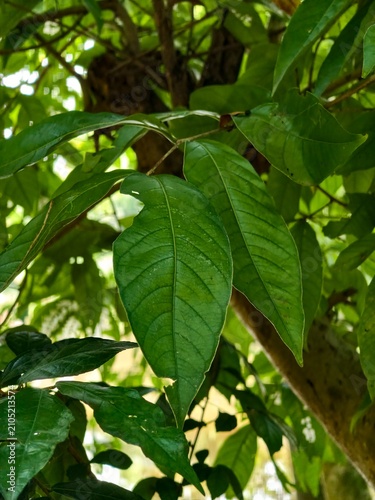 Lush green leaves of a tree branch with visible veins and a slightly torn edge, set against a blurred natural background