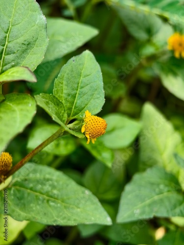 Small Yellow Button Flowers Blooming Amongst Lush Green Leaves in a Garden Setting
