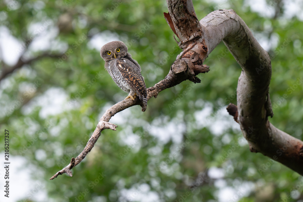 Fototapeta premium A small Jungle Owlet perched beautifully on a thick tree branch. The owl features intricate brown and white striped plumage, vibrant yellow eyes, against a soft, out of focus natural background.