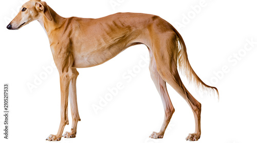 Obraz na płótnie Slender tan Saluki dog standing profile view