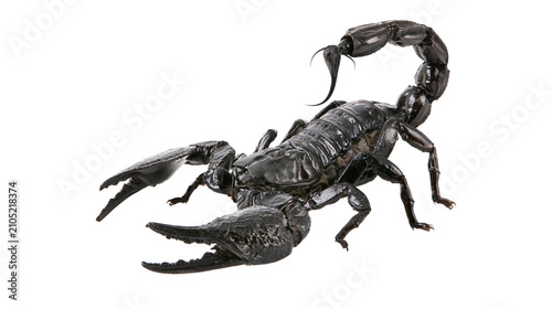 Konstfotografi Black scorpion with raised tail and claws