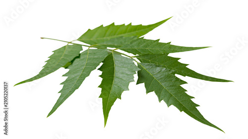 фотографія Green neem leaves branch on white