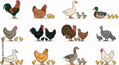 Foto Farm Poultry Family Cartoon Illustration Set with Rooster Hen Chickens Ducklings