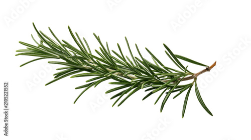 Bild auf Leinwand Fresh green rosemary sprig with needle-like leaves
