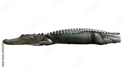 Foto American alligator reptile with scaly skin resting