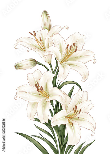Lily Flower Hand drawn Illustration