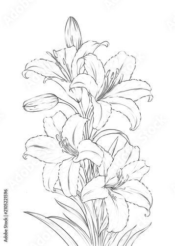 Lily Flower Hand drawn Illustration