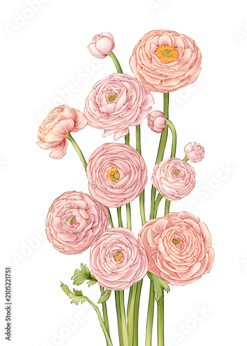 Ranunculus Flower Hand drawn Illustration