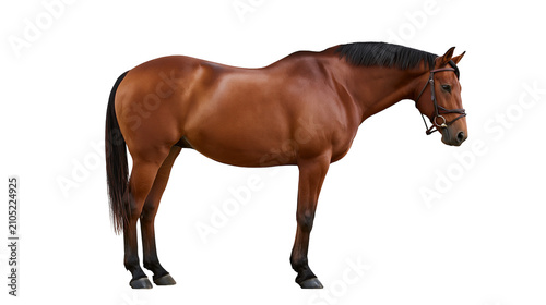 Fotografi Brown horse with black mane and tail wearing bridle