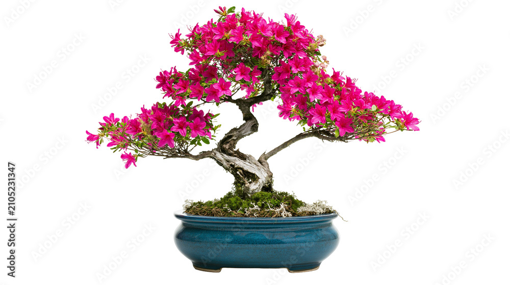 Naklejka premium Flowering Azalea Bonsai Tree in Blue Ceramic Pot