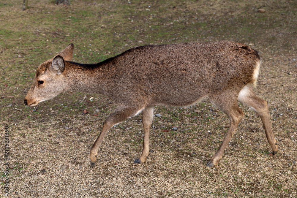 Obraz premium A cute wild deer in Nara Park, Japan.