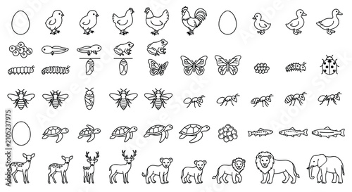 Fotografie Collection of Hand Drawn Animal Life Cycle Stages and Growth Silhouettes Set Iso