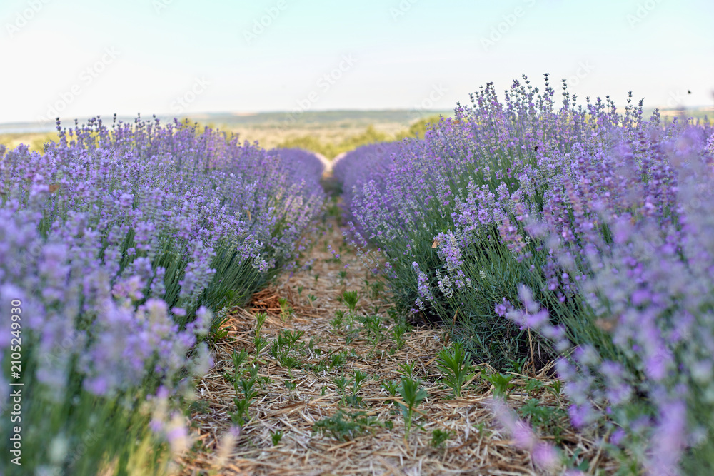 Obraz premium Lavender fields with vibrant purple flowers stretching towards the horizon under a clear blue sky, showcasing rows of blooming plants and natural landscape