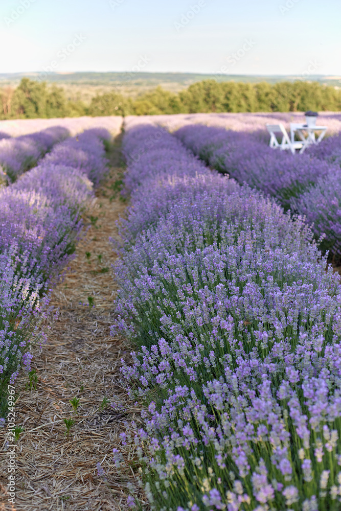 Obraz premium Lavender field with rows of blooming purple flowers under a clear sky, distant trees visible, and white chairs placed in the background for relaxation or viewing
