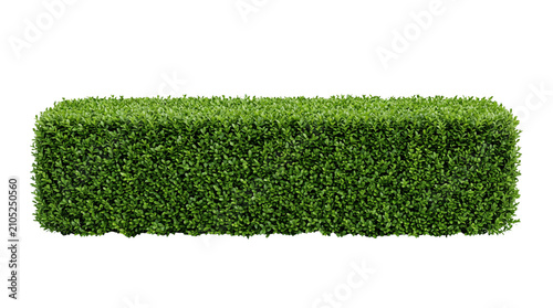 Konstfotografi Long Rectangular Green Bush Hedge Wall Isolated on Black Background for Landscap