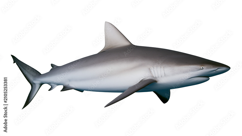 Fototapeta premium Grey reef shark swimming side view, white