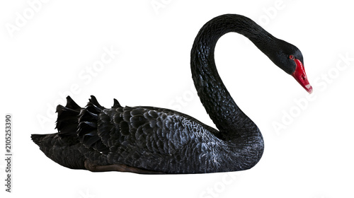 Foto Black swan with red beak resting on white