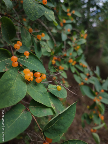 Tatar honeysuckle with orange berries in the park. Lonicera tatarica