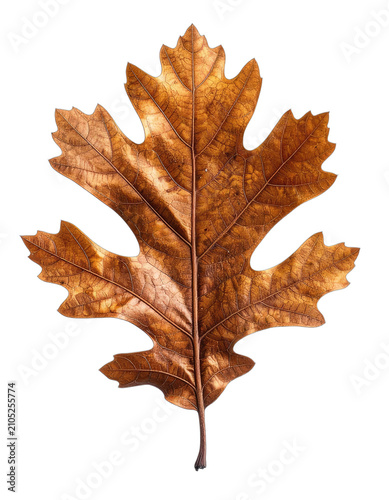 A detailed close-up of a single brown oak leaf against a black background.