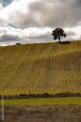 Solitary tree among rolling farmland in Montes Orientales Granada Spain