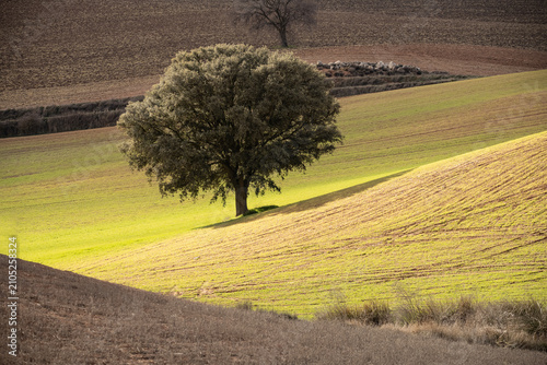 Solitary tree among rolling farmland in Montes Orientales Granada Spain