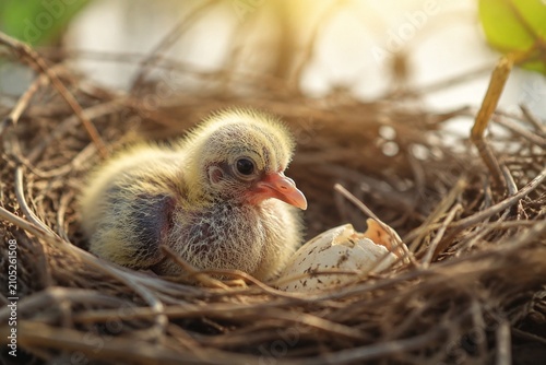 A newly hatched downy chick resting in a large nest in soft morning light.