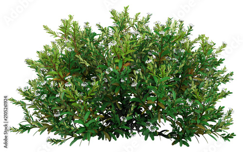Cuadro en lienzo Rhaphiolepis indica Isolated PNG, Dense White Flowering Shrub, Transparent Backg