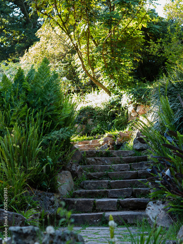 Obraz na płótnie tropical garden stone staircase surrounded by lush ferns and exotic plants