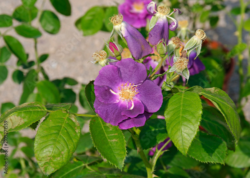 a plant of rose Rhapsody in blue 